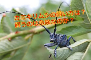 柿の害虫ヘタムシとイラガの駆除方法は 防除で農薬は使うべきなの 生物モラトリアム