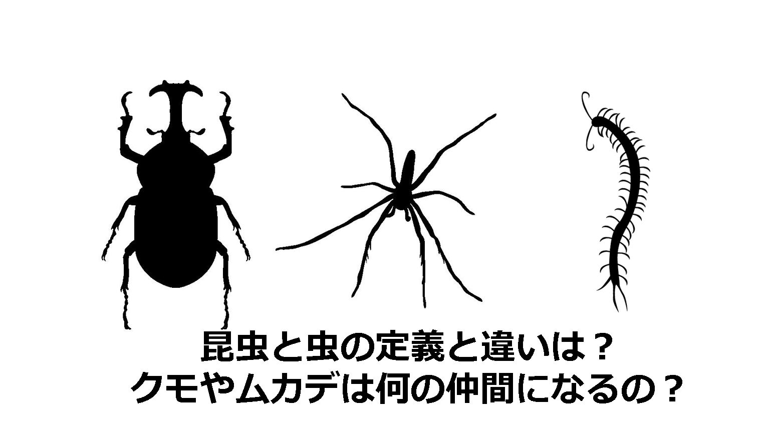 昆虫と虫の定義と違いは クモやムカデは何の仲間になるの 生物モラトリアム