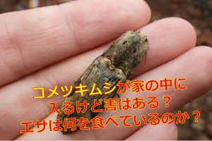 ミルワーム成虫の飼育と繁殖方法は 餌で栄養価が変わる 生物モラトリアム