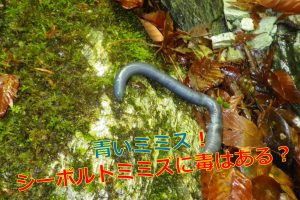 セスジビルの特徴と生態は 野生で見られる生息地はどこ 生物モラトリアム