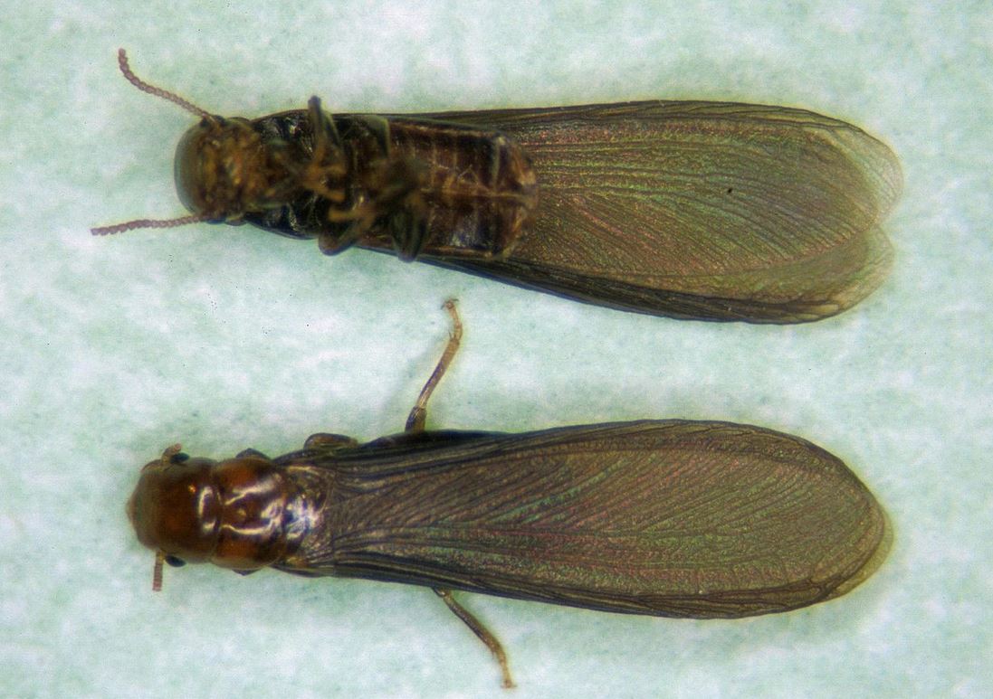 日本のシロアリの種類は 写真や画像付で羽アリの見分け方についても 生物モラトリアム