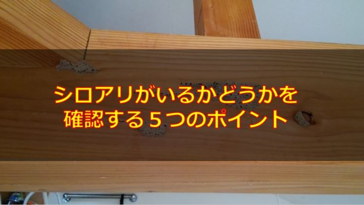 シロアリがいるかどうかを確認するときの５つのポイント 生物モラトリアム