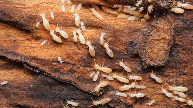 シロアリの活動時期はいつ 飛ぶ羽アリになって発生する季節は 生物モラトリアム