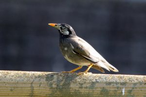 むから始まる動物 生物モラトリアム