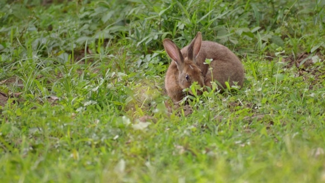 ノウサギの生態と食べ物は 一般的なウサギとの違いについても 生物モラトリアム