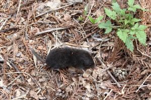 キョンは食用の動物なの 外来生物だけど駆除が不可能な理由は 生物モラトリアム