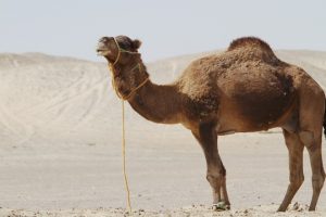 和猫と洋猫（海外）の違いは？顔や毛質など見分け方についても解説 