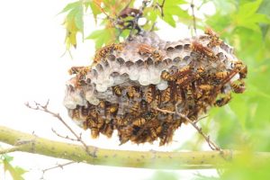 セミを食べるとピーナッツの味 日本では沖縄で食用にされていた 生物モラトリアム