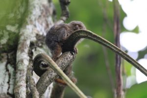 モモンガとムササビと違いは 飛ぶ理由と飛距離はどれくらい 生物モラトリアム