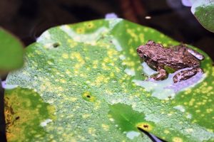 ヌマガエルの特徴と生態は 販売値段と寿命はどれくらい 生物モラトリアム