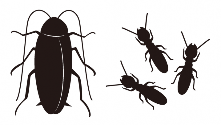 シロアリがゴキブリの仲間と言われるのはなぜ カマキリも分類が近い 生物モラトリアム