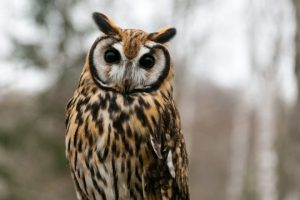 うから始まる動物 生物モラトリアム