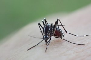 ひから始まる動物 生物モラトリアム