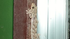 日本のヤモリの種類まとめ!写真や画像付きで名前や生態を紹介 生物モラトリアム