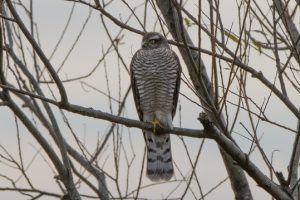 ダチョウの走る速さはどれくらい 足の構造と持久力についても 生物モラトリアム