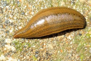 セスジビルの特徴と生態は 野生で見られる生息地はどこ 生物モラトリアム