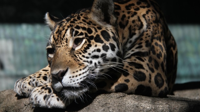 ジャガーの強さと性格は 生態と特徴は 木登りや泳ぐのも得意 生物モラトリアム