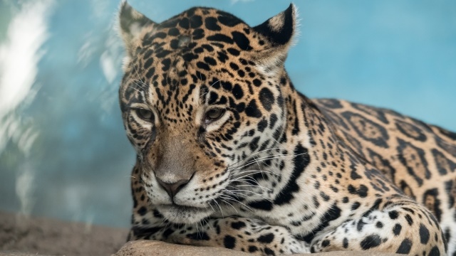 ジャガーの強さと性格は 生態と特徴は 木登りや泳ぐのも得意 生物モラトリアム